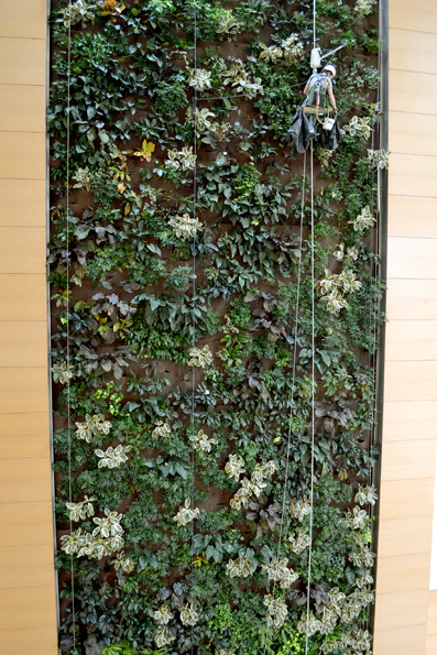 biowall maintenance